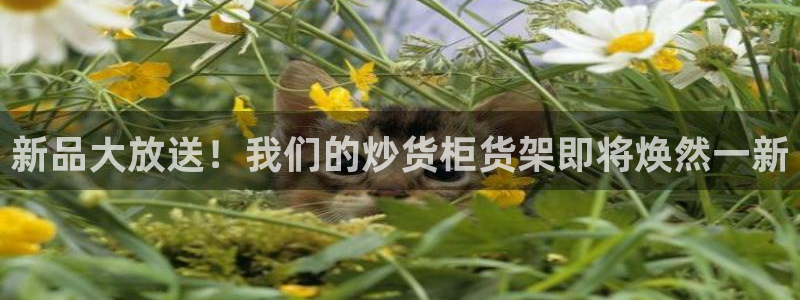 杏运娱乐怎么样：新品大放送！我们的炒货柜